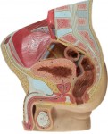 Láser prostático para la hiperplasia benigna de próstata